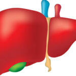 Guidelines for Live Donor Liver Transplantation ( LDLT )